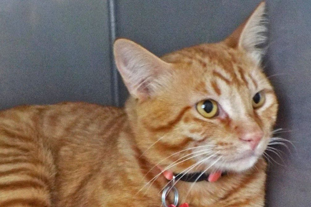 Adopt a friend: Riley